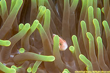 anemone closeup